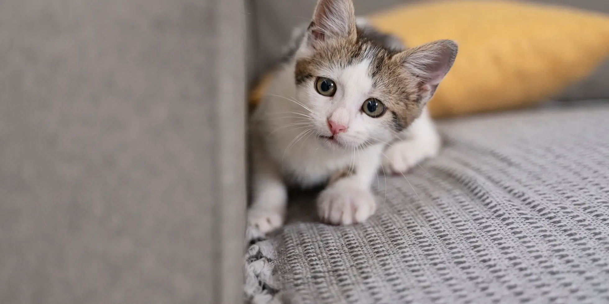 Kitten sitting on a sofa, showing physical signs used to tell a kitten’s age