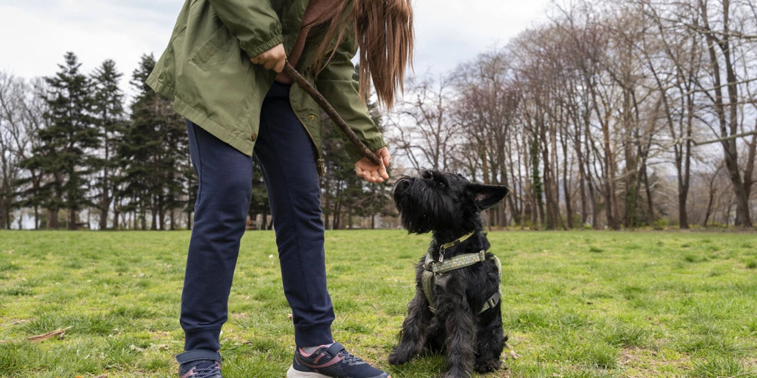 Owner training a black puppy with a stick in a park