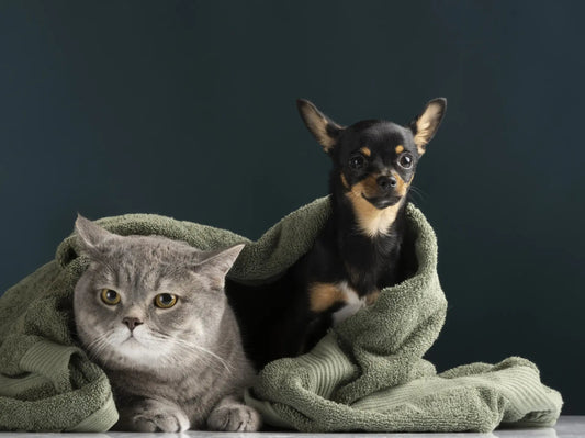 Gray cat and small dog snuggled under a green blanket, showcasing comfort and warmth with FluffyPuppy pet supplies.