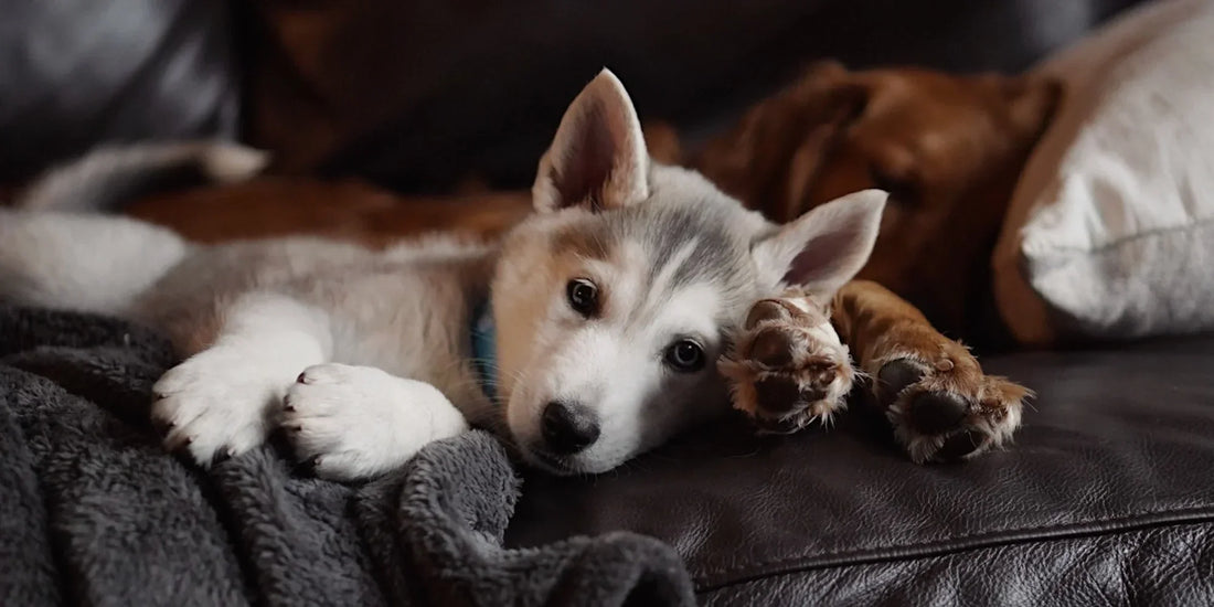 Adorable husky puppy relaxing on a couch with an adult golden retriever, enjoying a cozy and peaceful moment indoors.