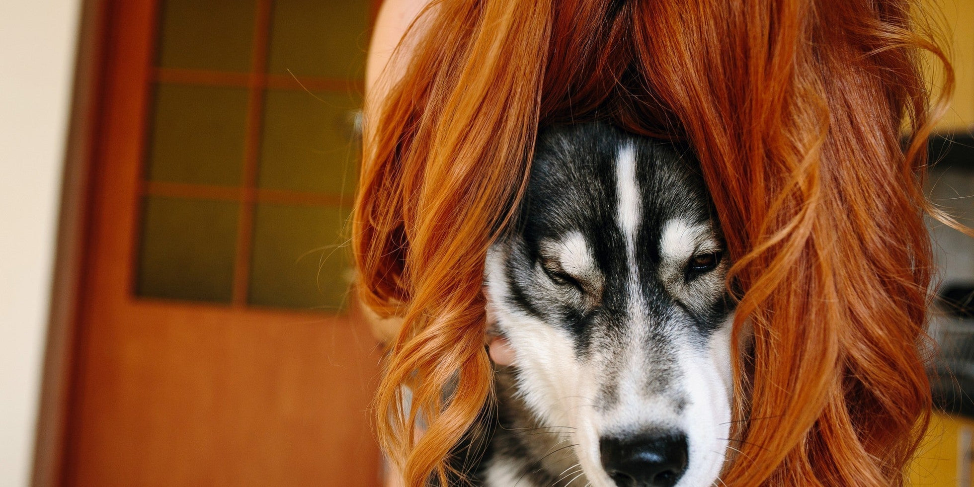Husky dog wearing a red hair wig, showcasing a playful and humorous moment for the "Top 10 Ginger Dog Breeds" blog