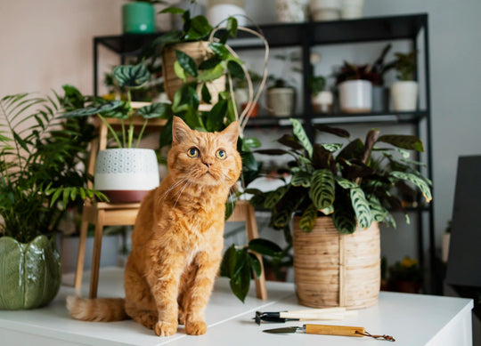 Cat Enrichment for Small Apartments: How to Keep an Indoor Cat Happy Without More Space