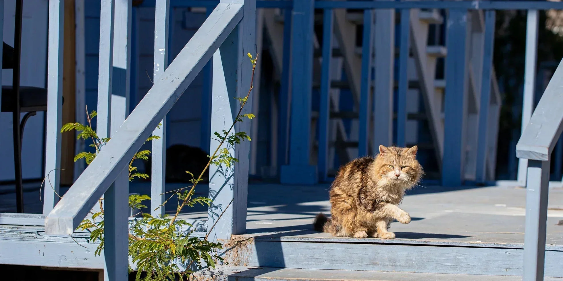 Tabby cat sitting on a porch in sunlight, a calm outdoor moment for indoor vs outdoor cats guide