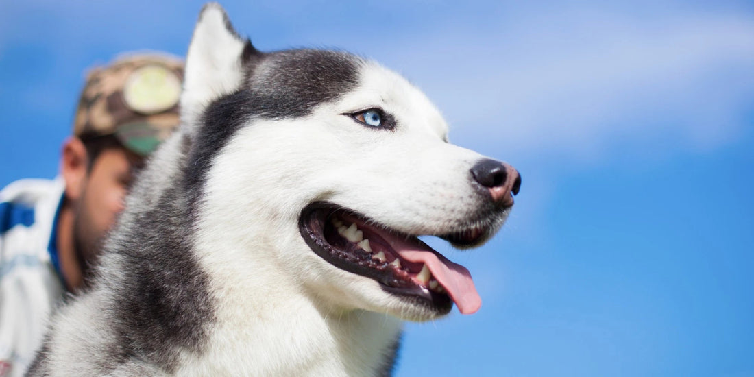 Husky dog with striking blue eyes enjoying the outdoors in a warm Australian climate.