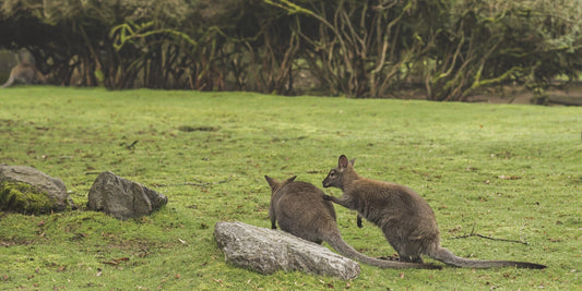 Two kangaroos playfully interacting in a grassy field near rocks.