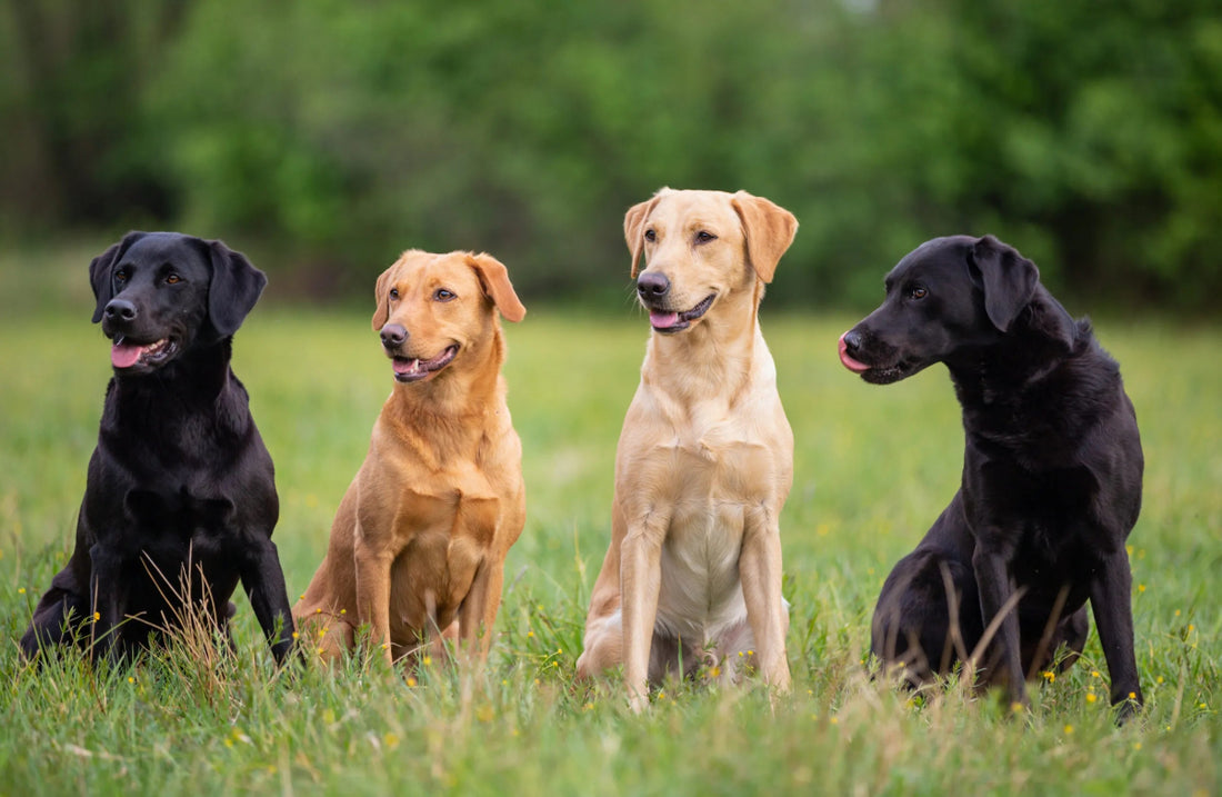 Four Labrador Retrievers sitting in a grassy field, showcasing black and golden coats, ideal for pet adoption blogs