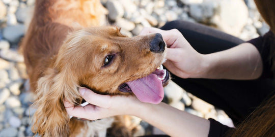 happy cocker spaniel with clear healthy eyes outdoors