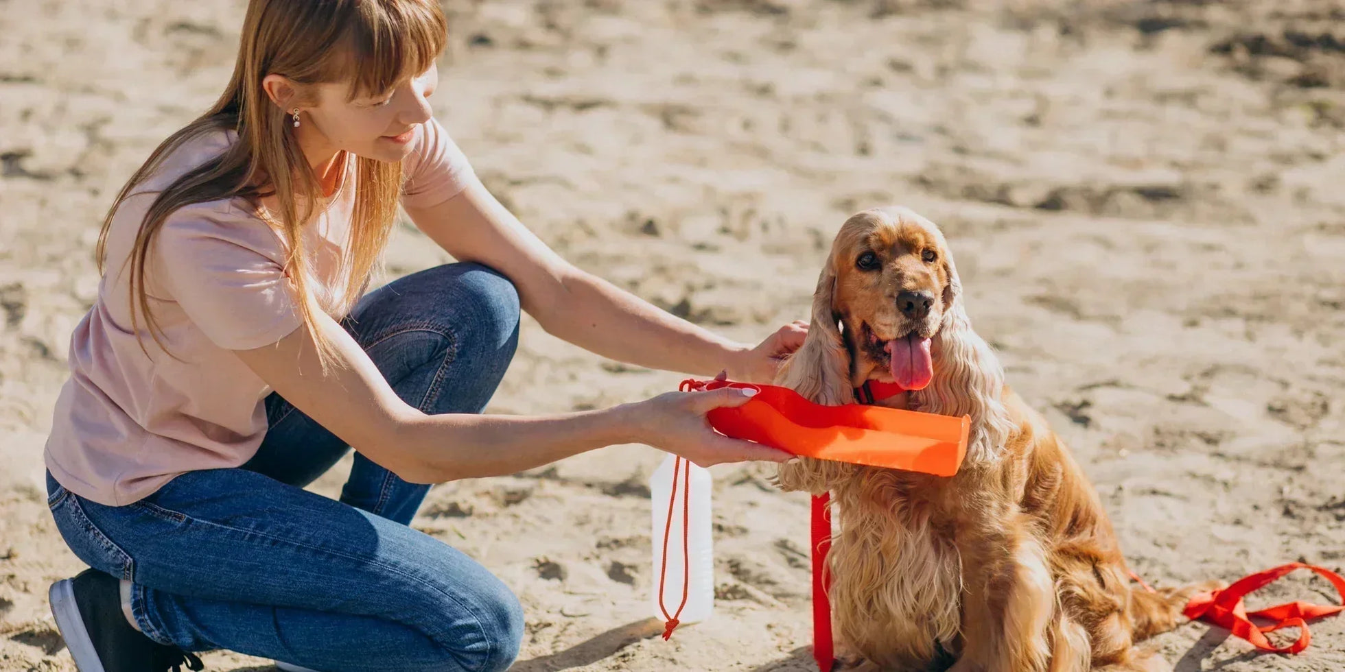 woman giving water to cocker spaniel on the beach