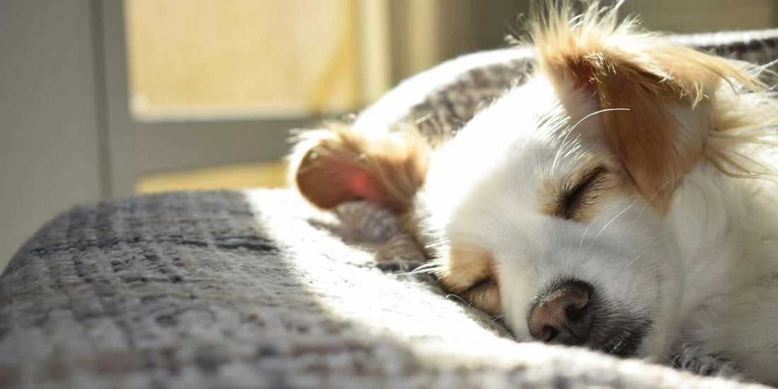 Pregnant dog peacefully sleeping on a cozy blanket with sunlight streaming through the window.