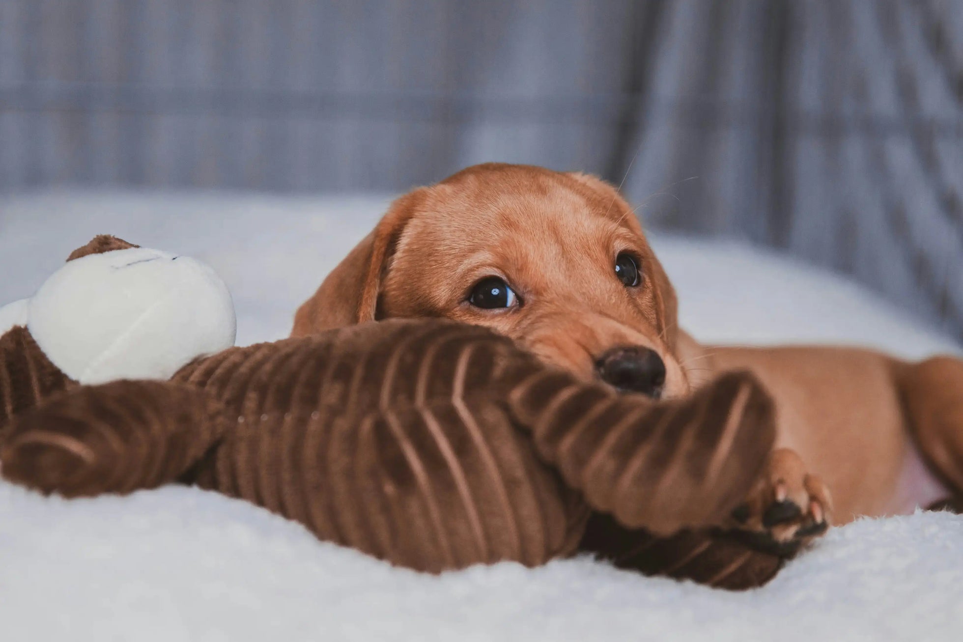 Brown puppy gently mouthing a plush toy while lying on a bed
