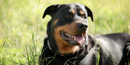 Closeup of a rottweiler relaxing outdoors in tall grass