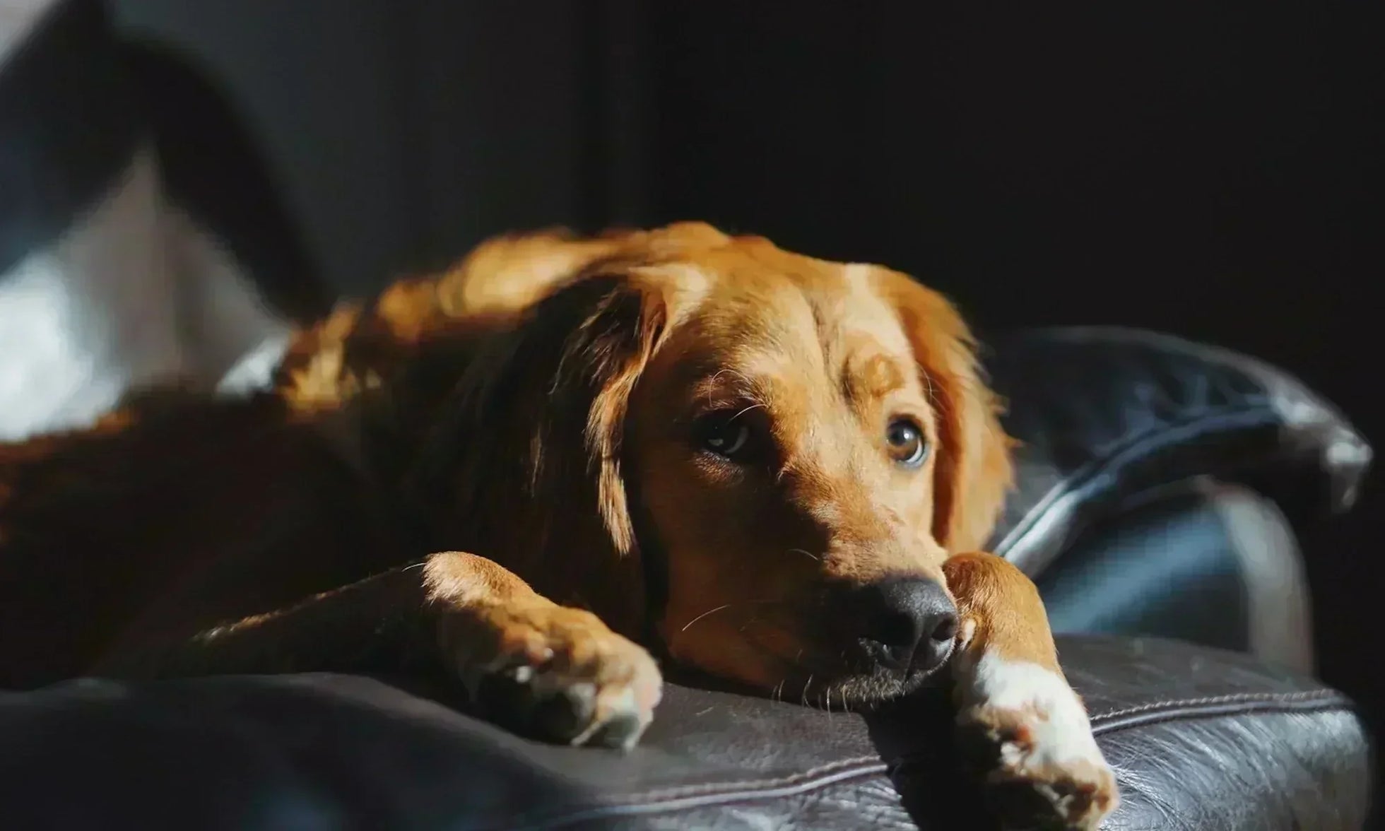 A sad golden retriever lying on a leather couch in a dimly lit room, looking lonely and waiting for its owner.