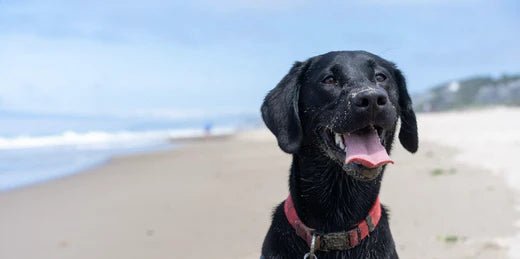 Happy black Labrador dog with red collar enjoying a day at the beach.