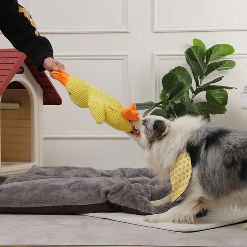 Dog playing tug-of-war with a plush yellow calming duck toy, perfect for stress relief and interactive pet play sessions.