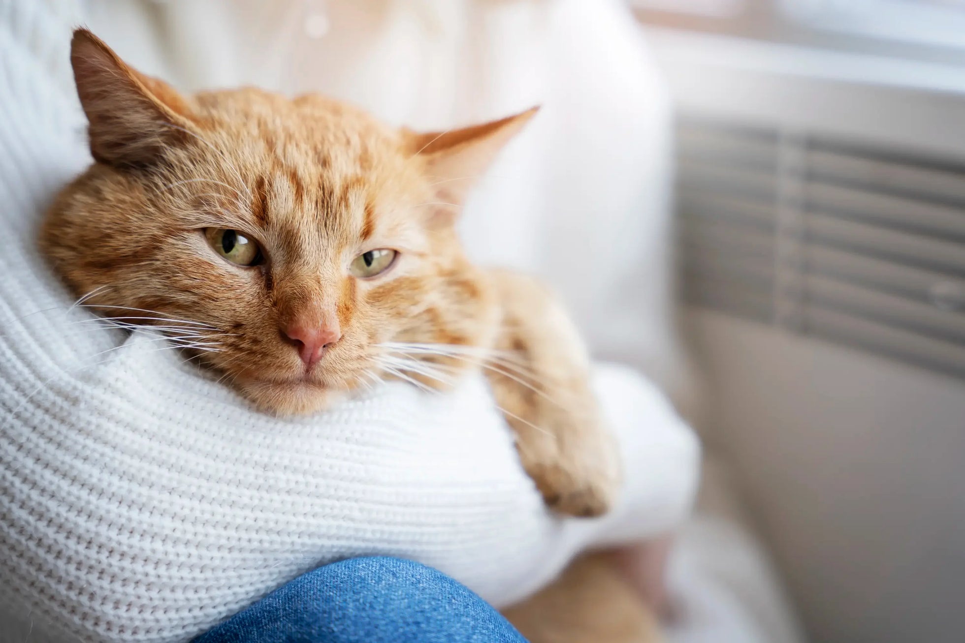 Senior ginger cat resting in owner’s arms, calm and relaxed indoors.
