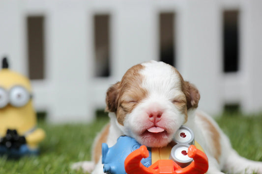 Newborn puppy playing with colorful interactive toys from FluffyPuppy's Interactive Toys collection.