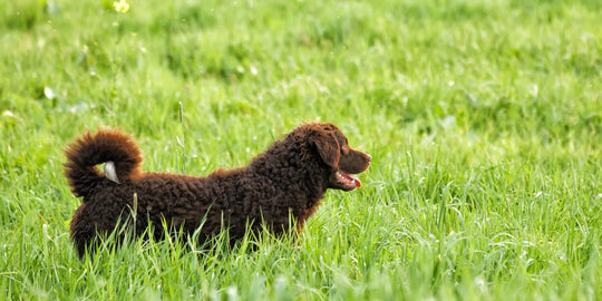Dog walking through tall grass where tick checks may be needed after outdoor time