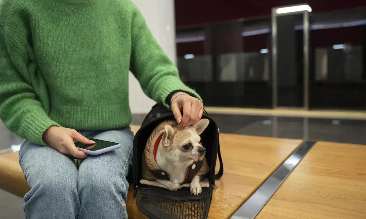 Woman with a Chihuahua in a pet carrier waiting at the airport, preparing for air travel with her dog