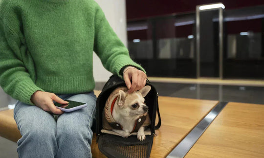 Woman with a Chihuahua in a pet carrier waiting at the airport, preparing for air travel with her dog