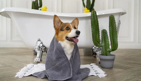 A cute Corgi wrapped in a towel after a bath at home, sitting near a stylish bathtub