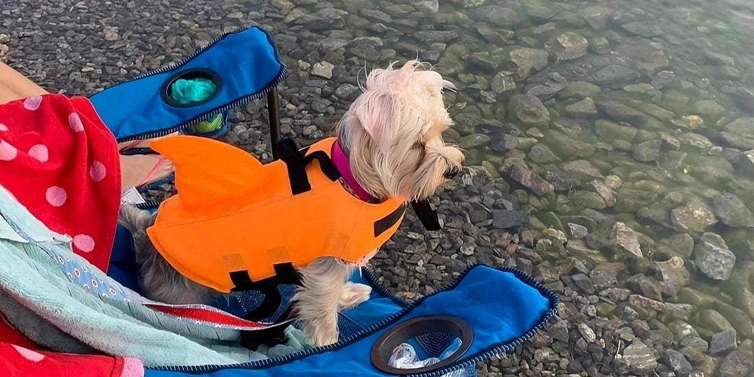 Small dog wearing an orange shark dog life jacket sitting on a chair by a rocky shore, ready for water activities.