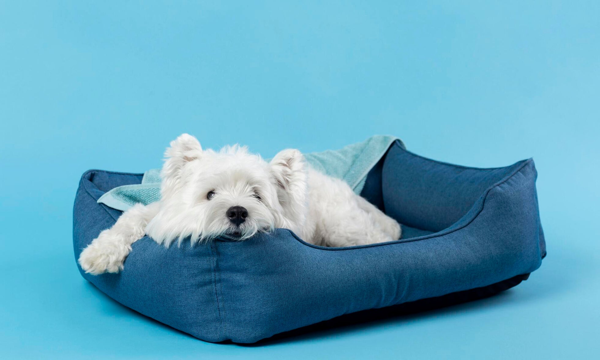 Small white dog resting in a cozy blue pet bed with a blanket.
