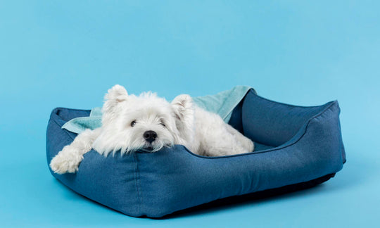 Small white dog resting in a cozy blue pet bed with a blanket.