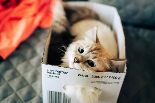 Adorable cat playing inside a cardboard box, showcasing feline curiosity and love for boxes.