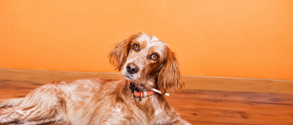 Brown and white dog tilting its head while lying on a wooden floor against an orange background