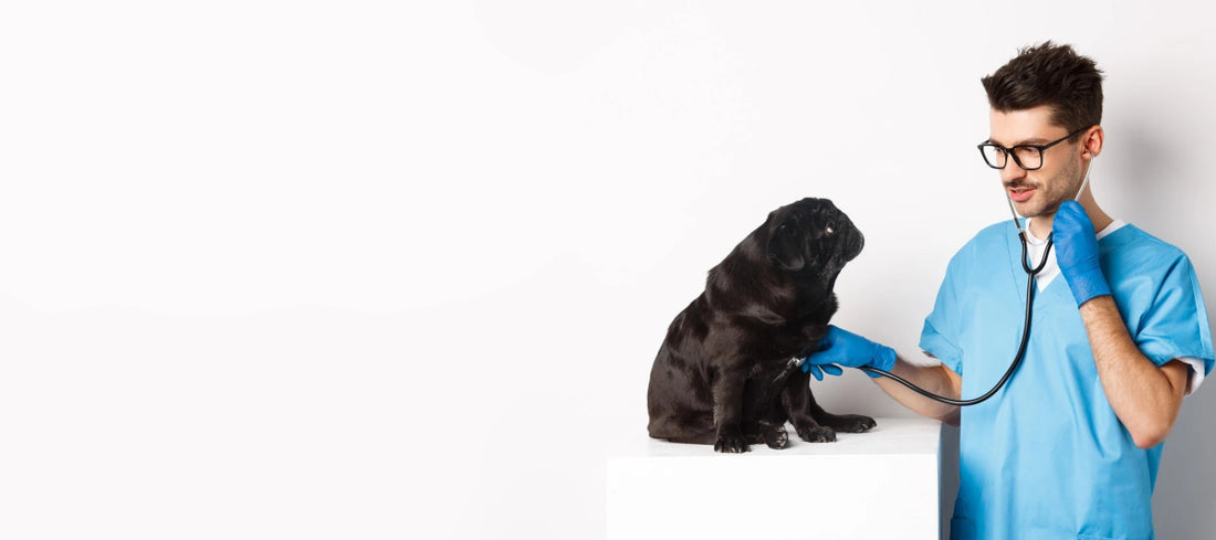 Veterinarian examining a pug's health with a stethoscope in a clinic