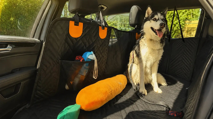 Husky sitting on a quilted car seat cover with a carrot toy