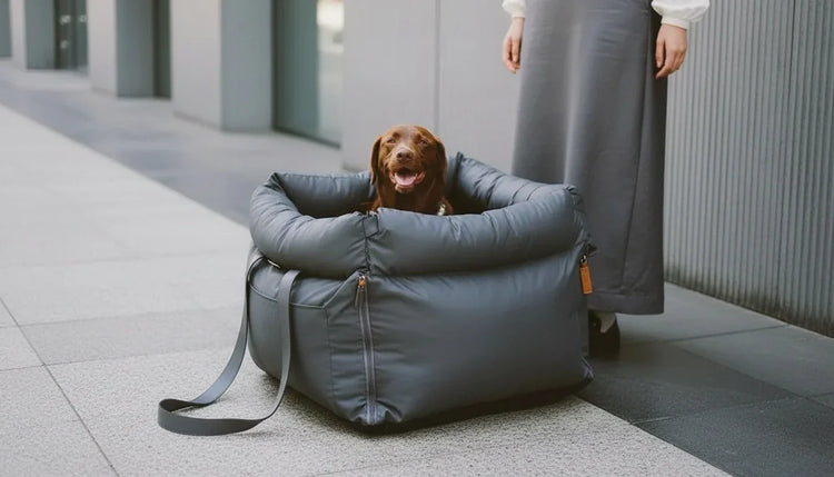 dog sitting in a portable dog travel bed outdoors