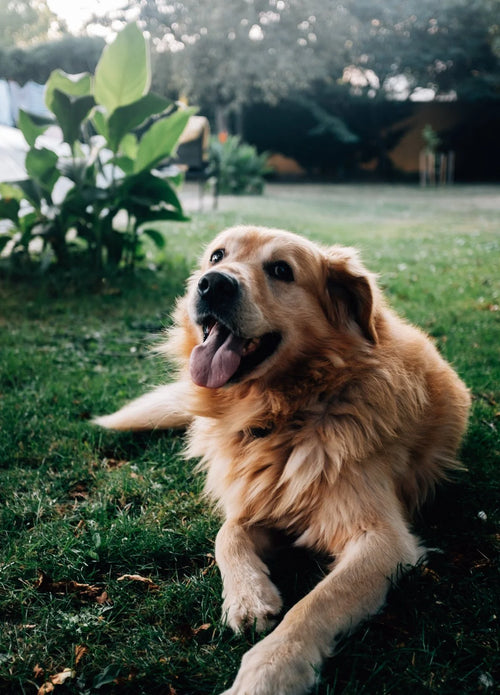 Golden retriever lying on green grass in a garden, tongue out, enjoying the outdoors.