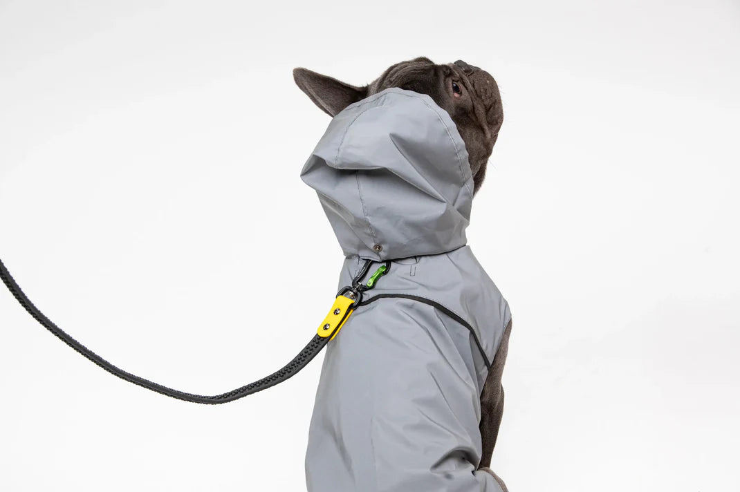 Dog wearing a hooded waterproof coat on a leash, showcasing pet clothing collection.