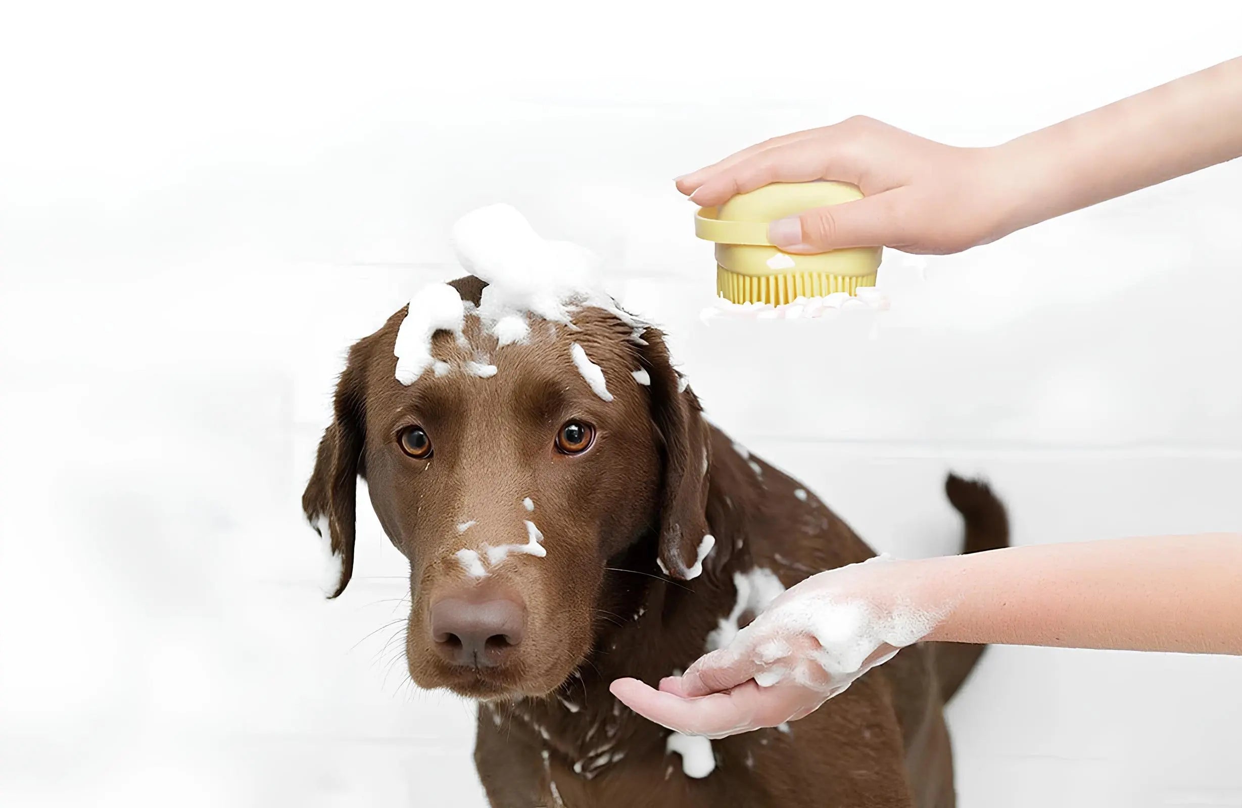 Dog being bathed with a grooming brush and soap, highlighting pet care and grooming products.