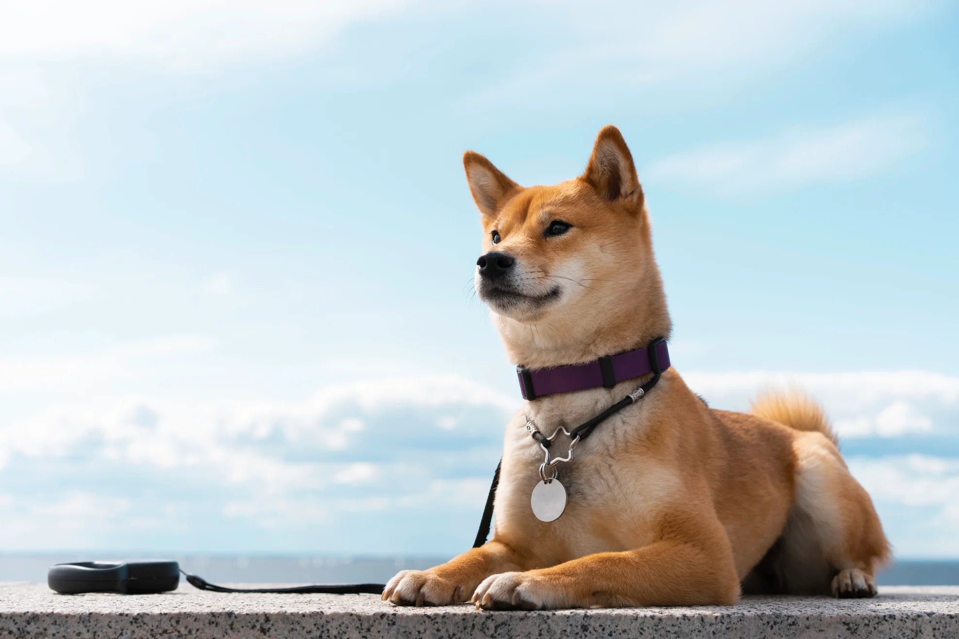 Dog relaxing with a leash outdoors, representing pet travel collection.