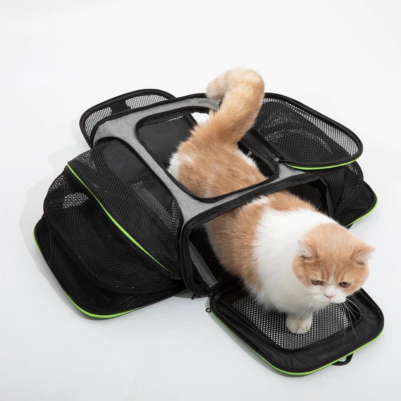 Expandable airline-approved pet carrier with mesh sides, perfect for cats, offering comfort and ventilation during travel.