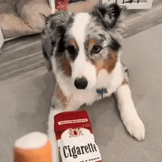 Australian Shepherd dog sitting indoors with a plush cigarette pack toy and a chewable cigar toy.