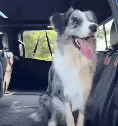 australian shepherd relaxing on a dog hammock with hard bottom
