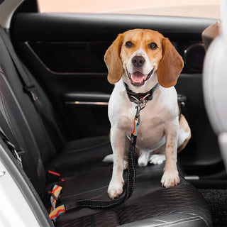 Beagle sitting safely on the back seat with pet safety car seat belt attached.