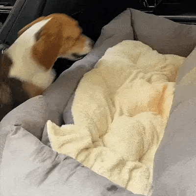 beagle resting on large dog bed for car back seat