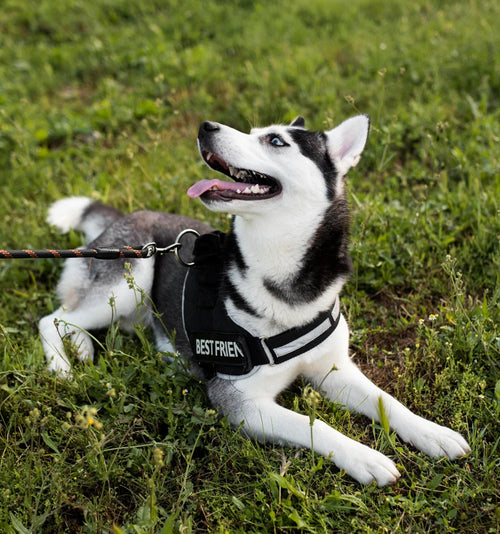 Happy dog exploring the great outdoors - shop the best online pet supplies in Europe with FluffyPuppy