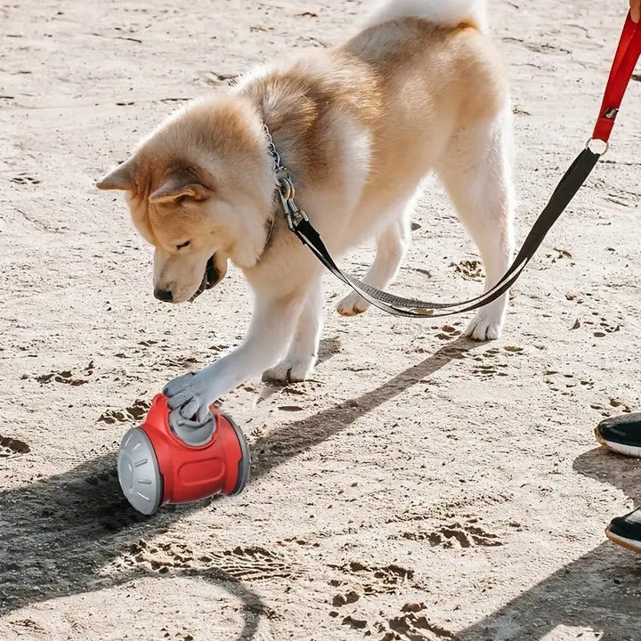 Dog pawing a dog treat toy dispenser on sandy ground