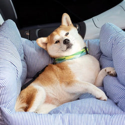 Shiba inu lying comfortably in a soft striped seat