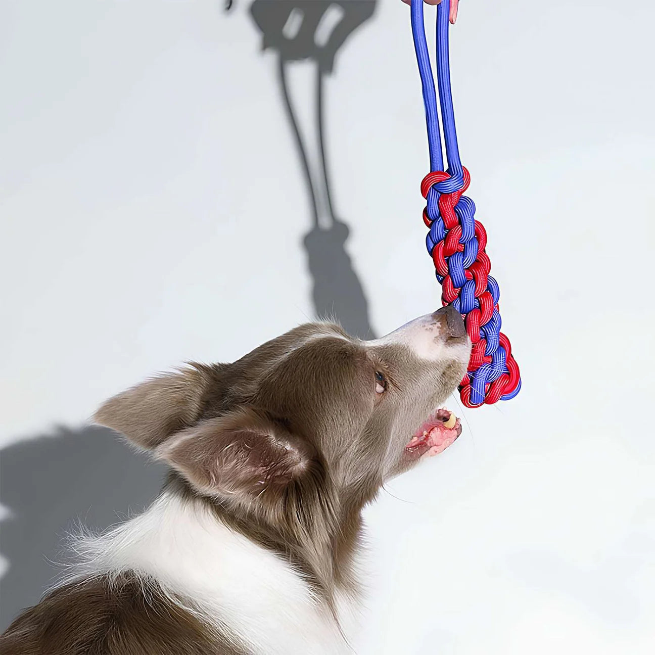 Border Collie biting a red and blue braided rope dog toy while engaging in tug-of-war.