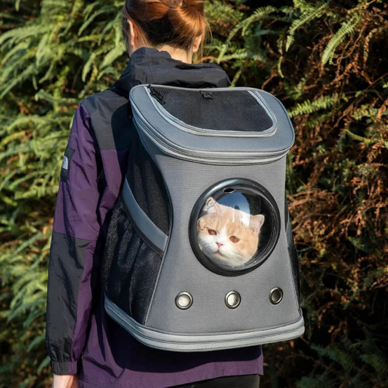 Cat in a bubble window backpack, designed for comfortable and safe pet travel on outdoor adventures.