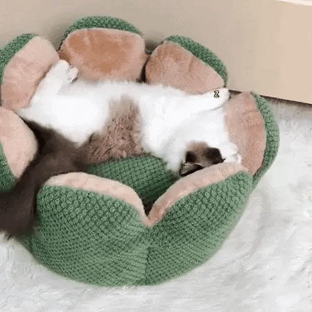 cat sleeping in a cactus shape comfy pet bed on a light rug