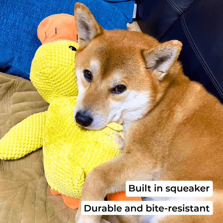 A Shiba Inu cuddling a yellow duck toy with a squeaker, highlighting its durability and bite-resistant design.