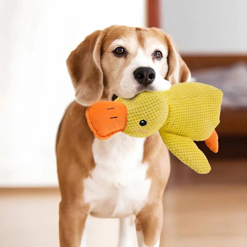 Beagle carrying a yellow calming duck toy, designed to provide comfort and stress relief for dogs.