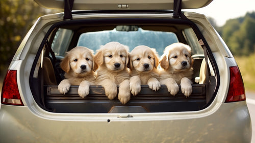 Adorable golden retriever puppies ready for a road trip - best supplies for dogs and cats in Canada